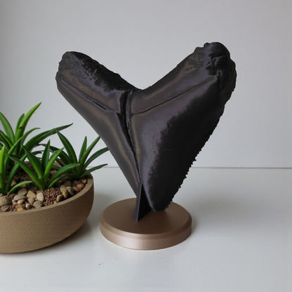 Megalodon Tooth Fossil – Realistische Deko-Skulptur auf Standfuß