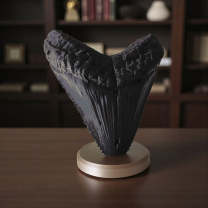 Megalodon Tooth Fossil – Realistische Deko-Skulptur auf Standfuß